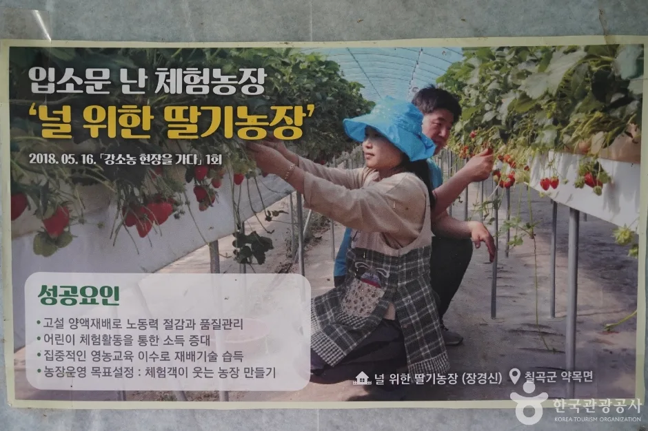 널위한딸기농장 (8)