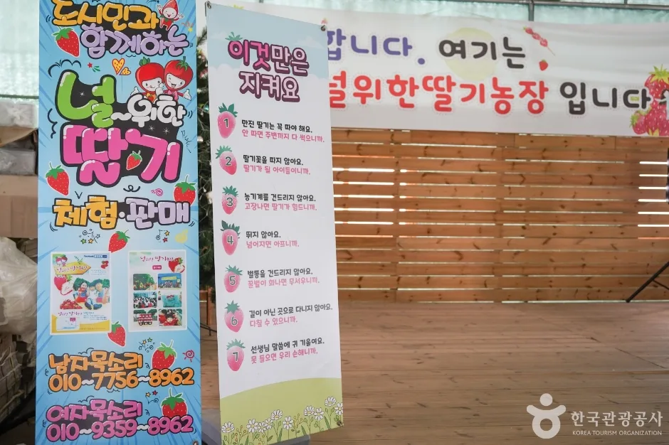널위한딸기농장 (6)