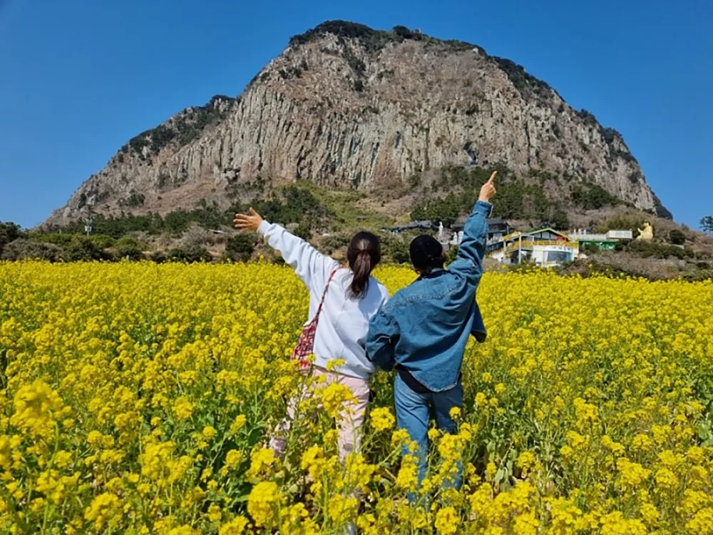 제주_서귀포시_산방산유채꽃밭_사진찍기 (1)