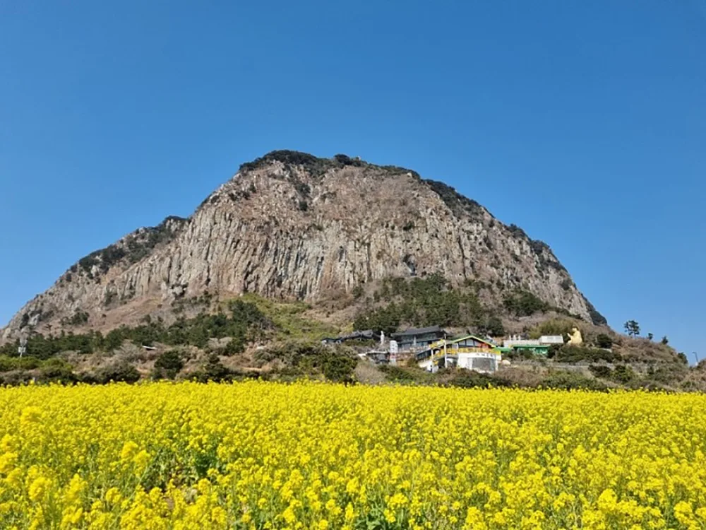 제주_서귀포시_산방산유채꽃밭_사진찍기 (2)