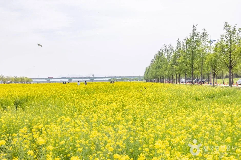 부산_대저생태공원 (3)