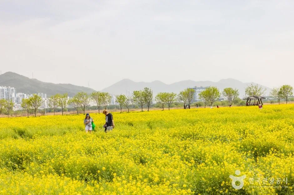 부산_대저생태공원 (11)