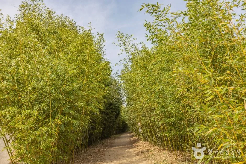 부산_대저생태공원 (13)