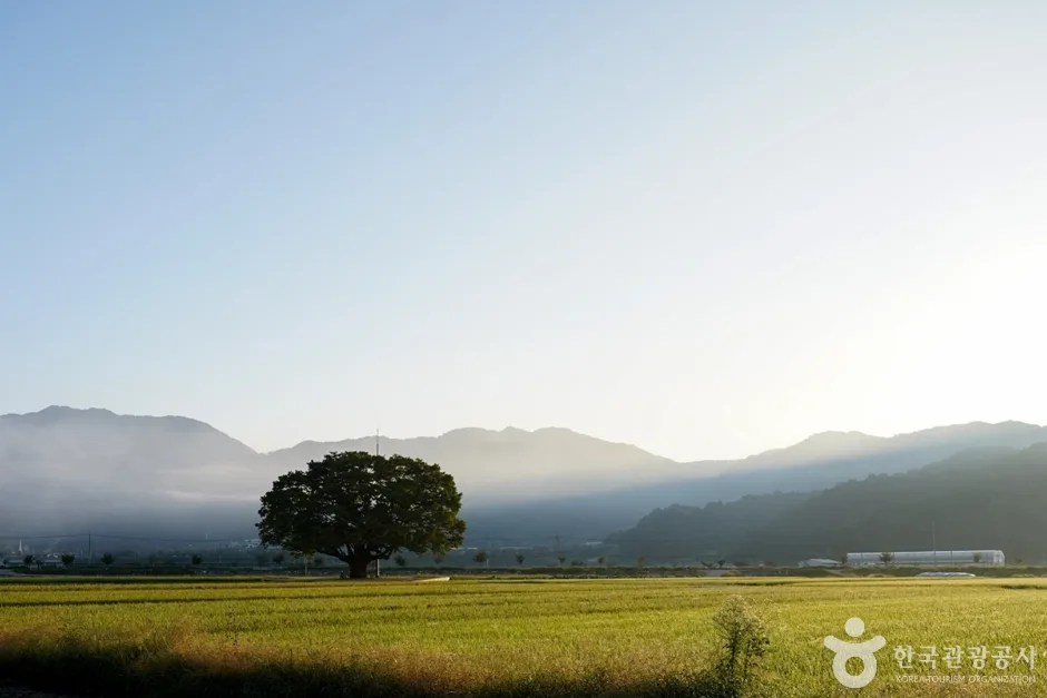 야로면 나홀로 느티나무 (6)