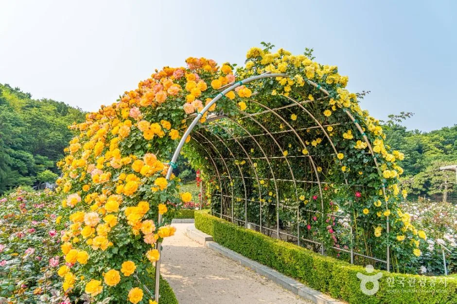 부천_백만송이장미원 (4)