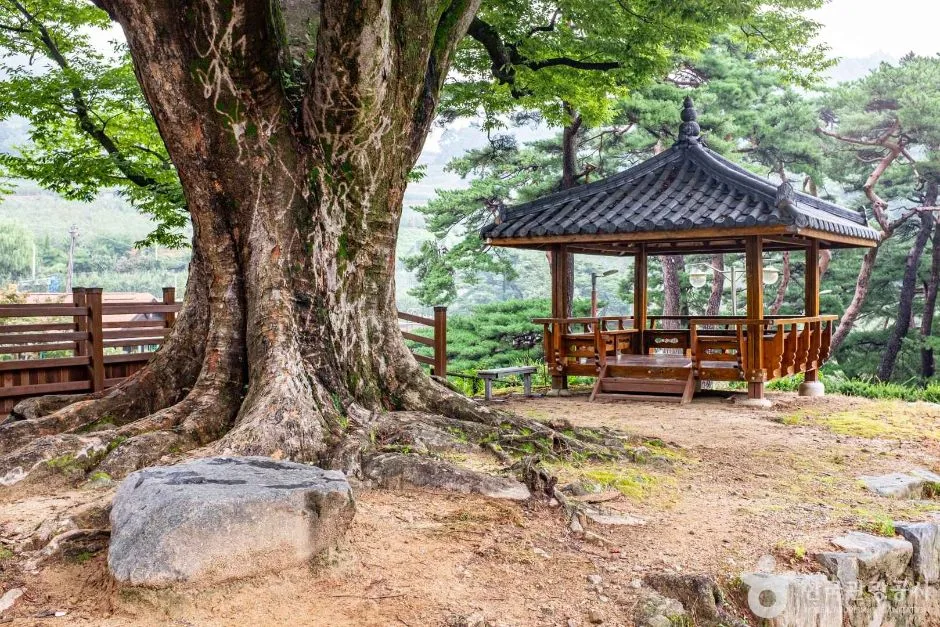 영주 솔향기마을