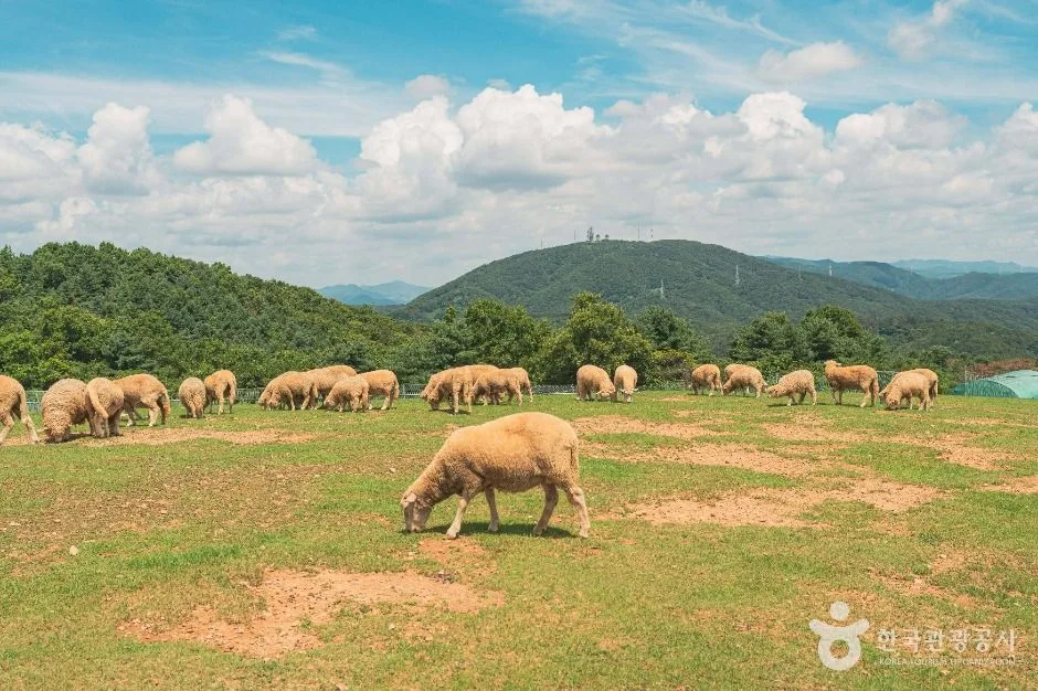 울산_울산양떼목장 (1)