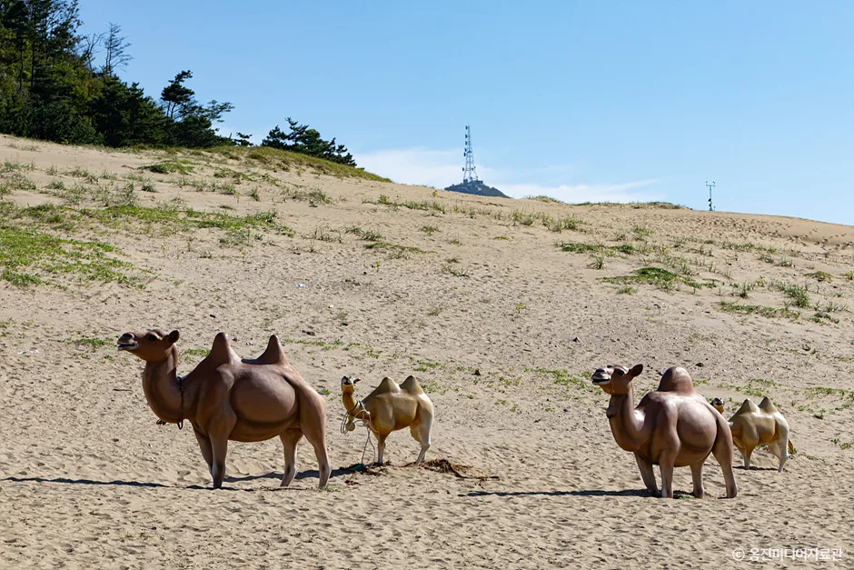 대청도 옥죽동 해안사구