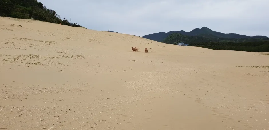옥죽동 해안사구_1_국가지질공원