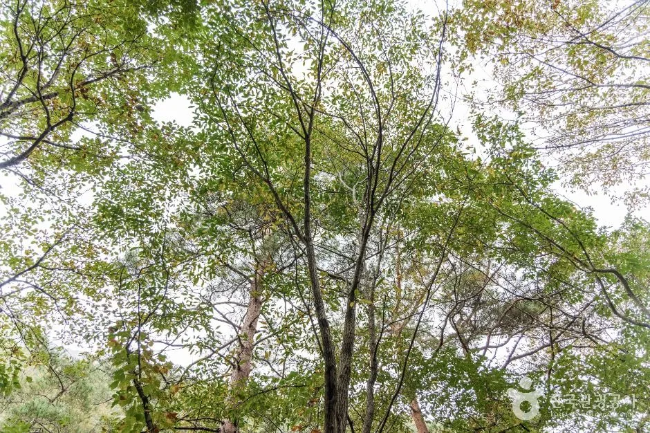 괴산_괴산 사담리 망개나무 자생지 (6)