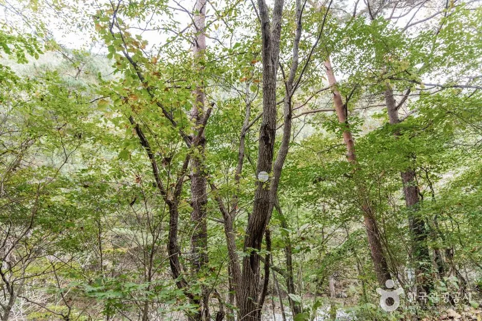 괴산_괴산 사담리 망개나무 자생지 (4)