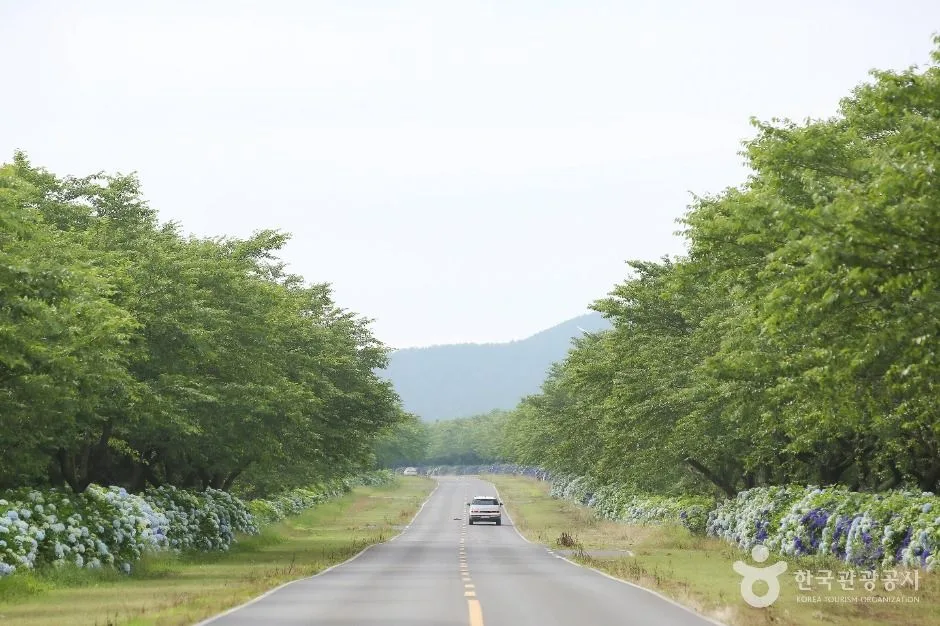 서귀포_녹산로 유채꽃도로 (5)