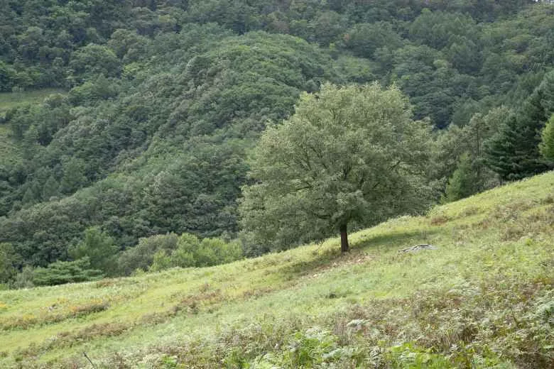 평창_산너미목장 (2).png