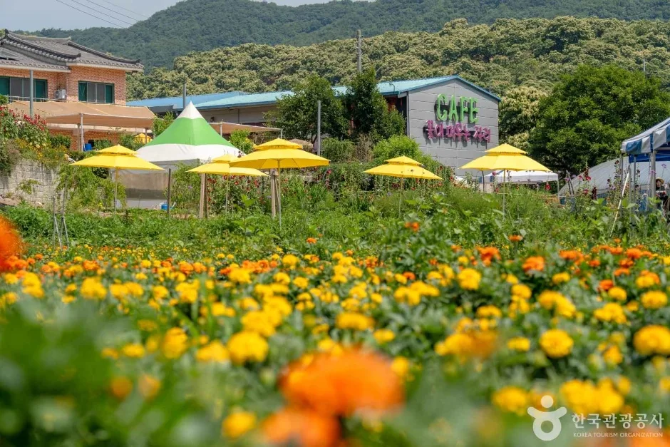 2024 관광두레 7월기사 충남 청양 꽃이 머무는 자리 (찬고을) 7