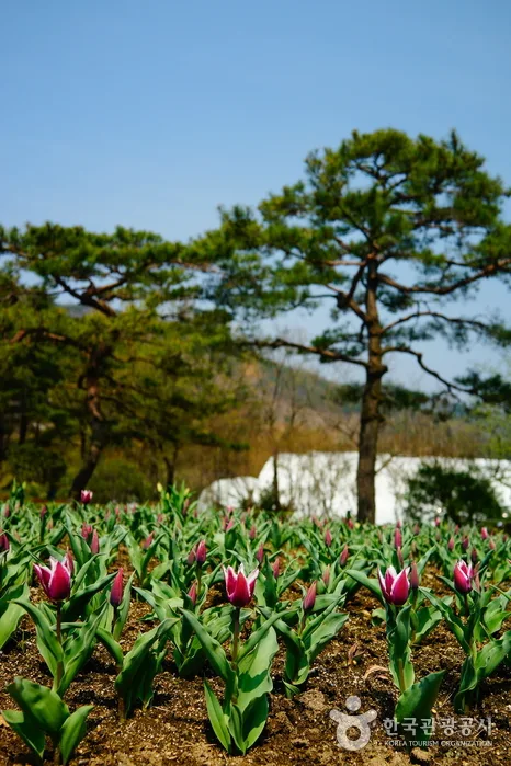 충남_청양_고운식물원07