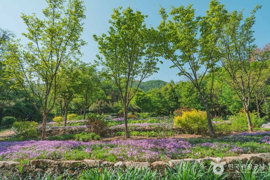서울_대모산숲속야생화원 (4)