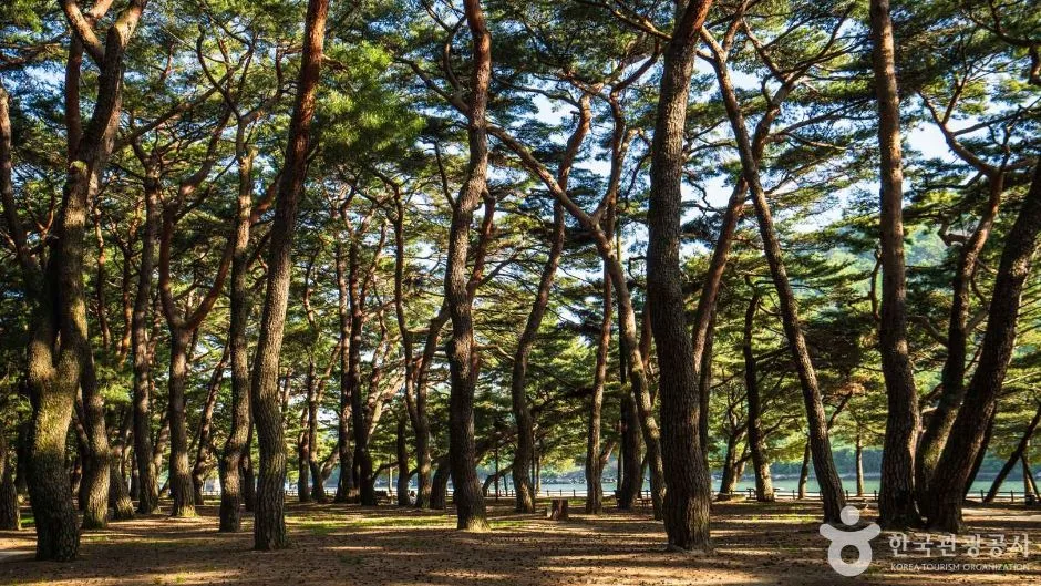 하동_하동송림공원 (2)