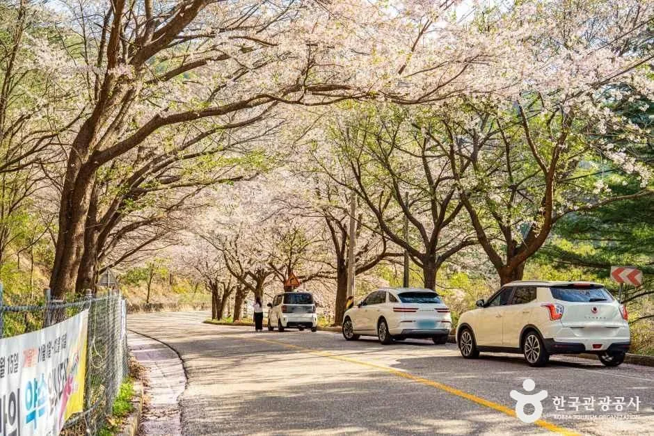 춘천_부귀리벚꽃길 (2).jpg