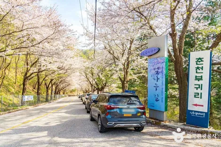 춘천_부귀리벚꽃길 (1).jpg