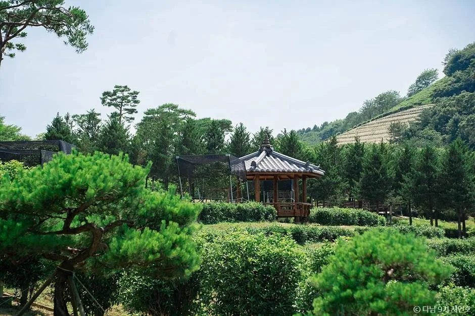 보성 가볼만한곳 보성 여름방학 가족 여행_ 봇재_2-2