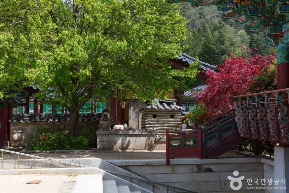 월정사·월정사 전나무숲 (5)