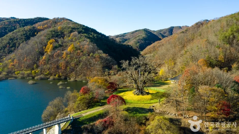 안동 용계리 은행나무 (3)
