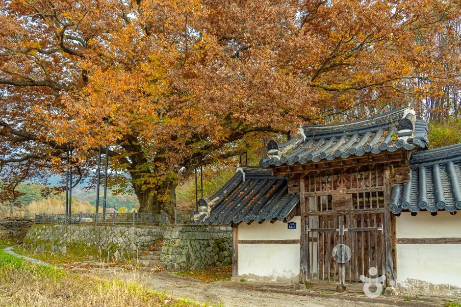 남원_남원 진기리 느티나무 (5)