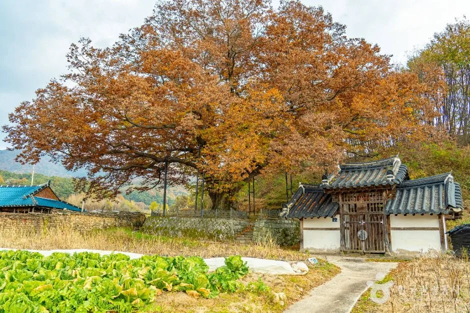 남원_남원 진기리 느티나무 (4)