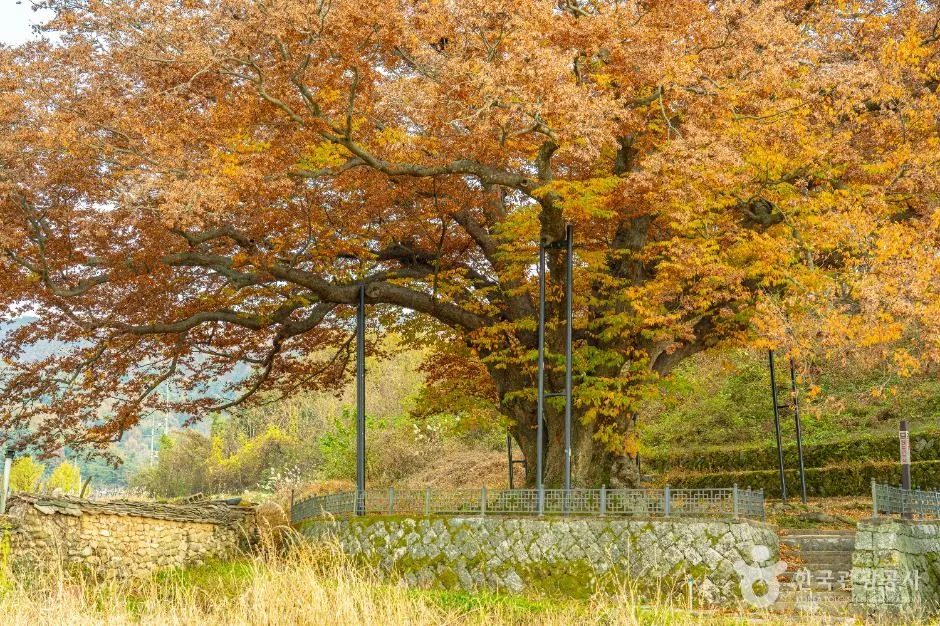 남원_남원 진기리 느티나무 (3)