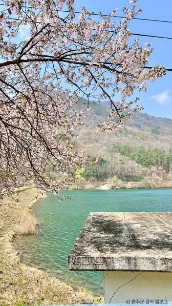완주_소양벚꽃길 (3)