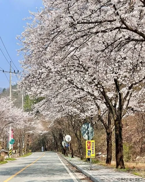완주_소양벚꽃길 (4)