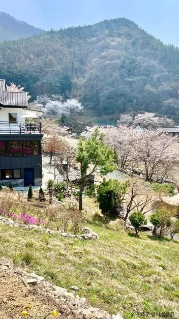 완주_소양벚꽃길 (2)