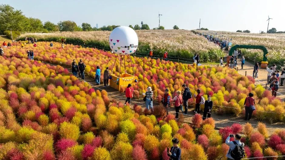 2026 서울억새축제 (1).JPG