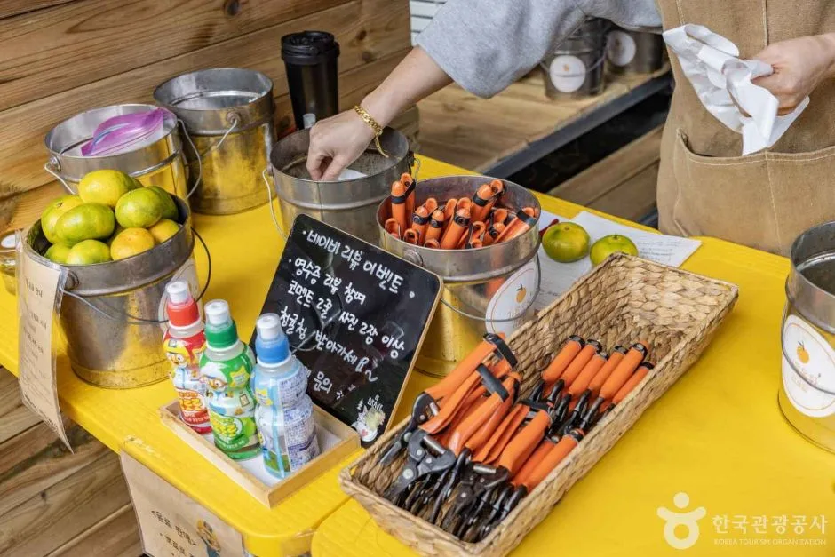 서귀포_가을동화 감귤밭 (4)