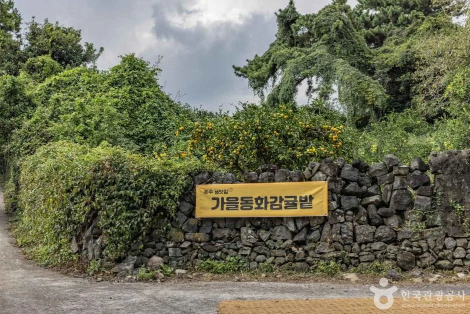 서귀포_가을동화 감귤밭 (6)
