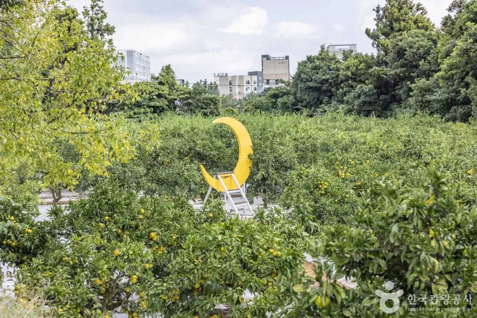 서귀포_가을동화 감귤밭 (8)