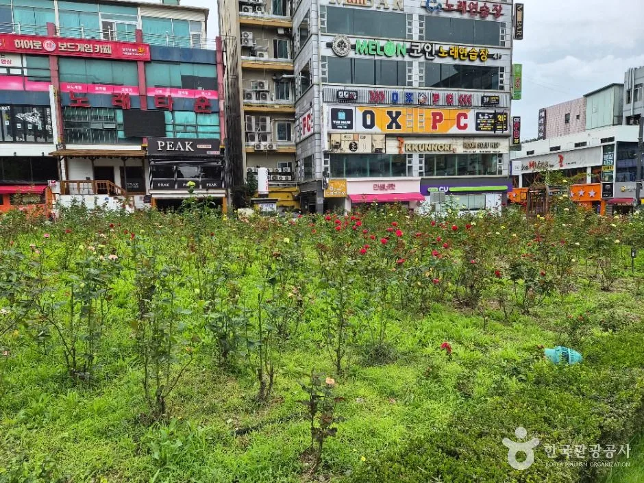 원주_장미공원 (18)