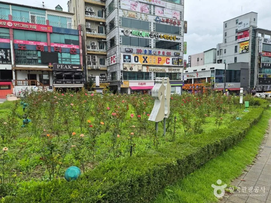 원주_장미공원 (15)