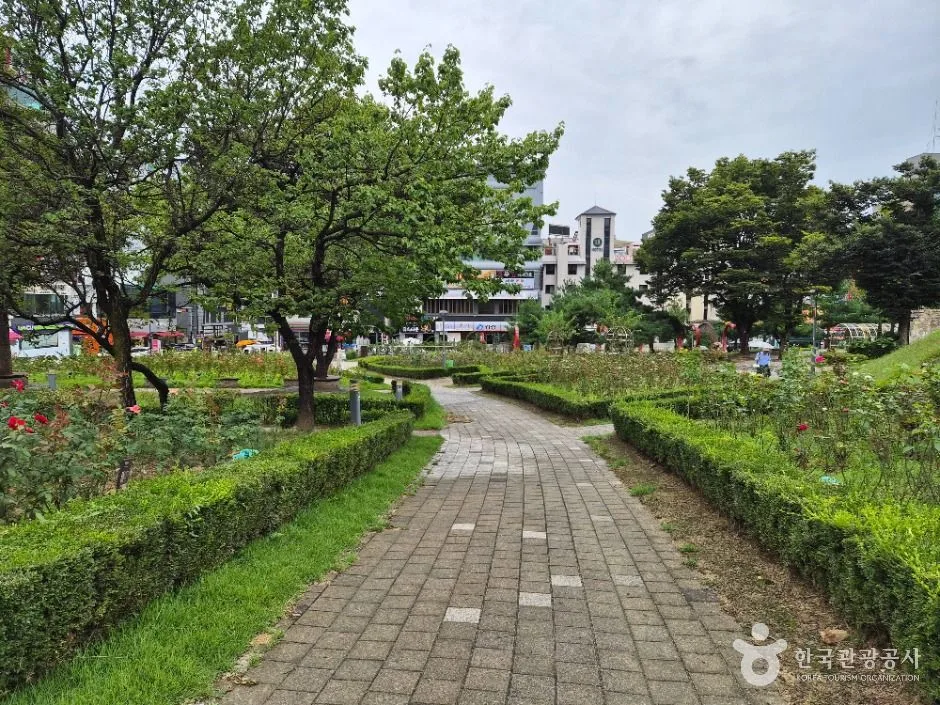 원주_장미공원 (3)