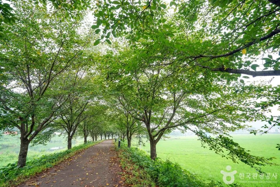 경남_함안_칠원천 벚꽃길 (7)