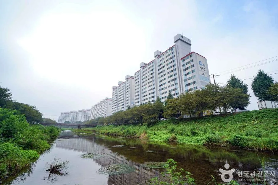 경남_함안_칠원천 벚꽃길 (5)