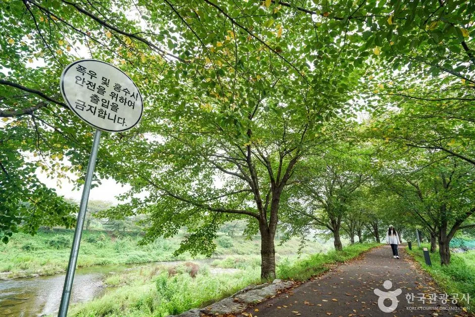 경남_함안_칠원천 벚꽃길 (3)