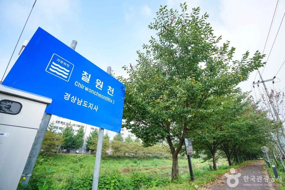 경남_함안_칠원천 벚꽃길 (6)