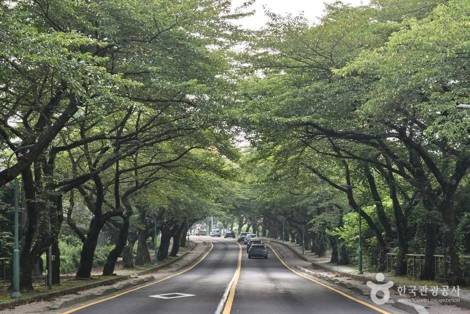 제주대 벚꽃길_e (8)