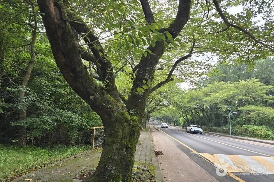 제주대 벚꽃길_e (10)