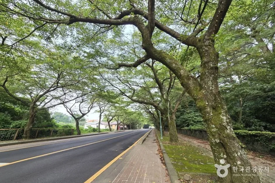 제주대 벚꽃길_e (5)