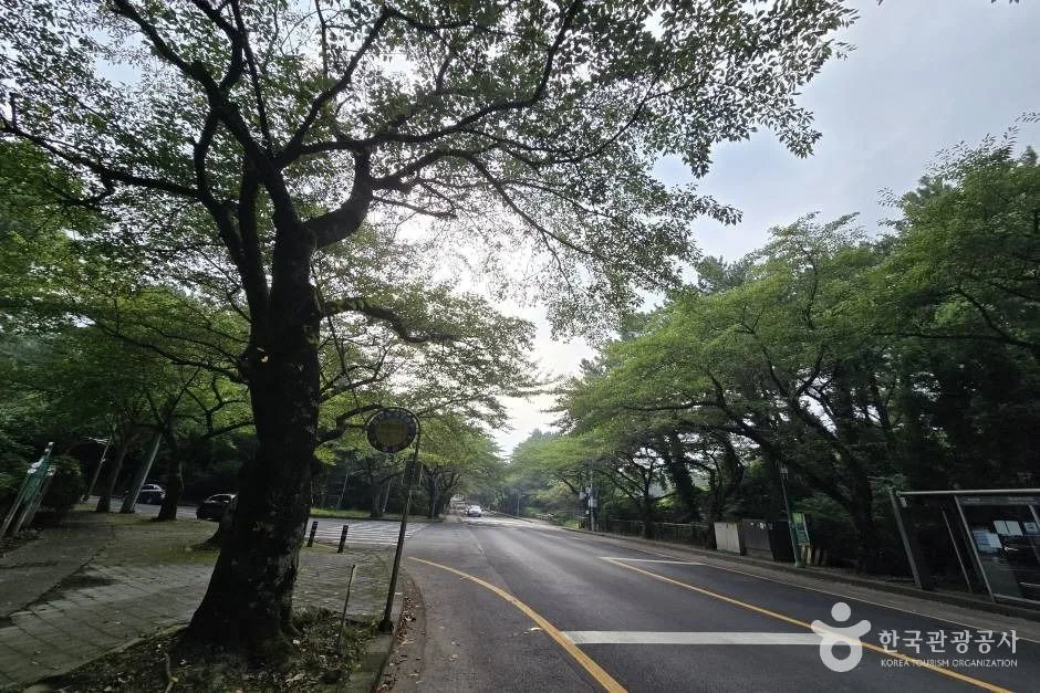 제주대 벚꽃길_e (6)