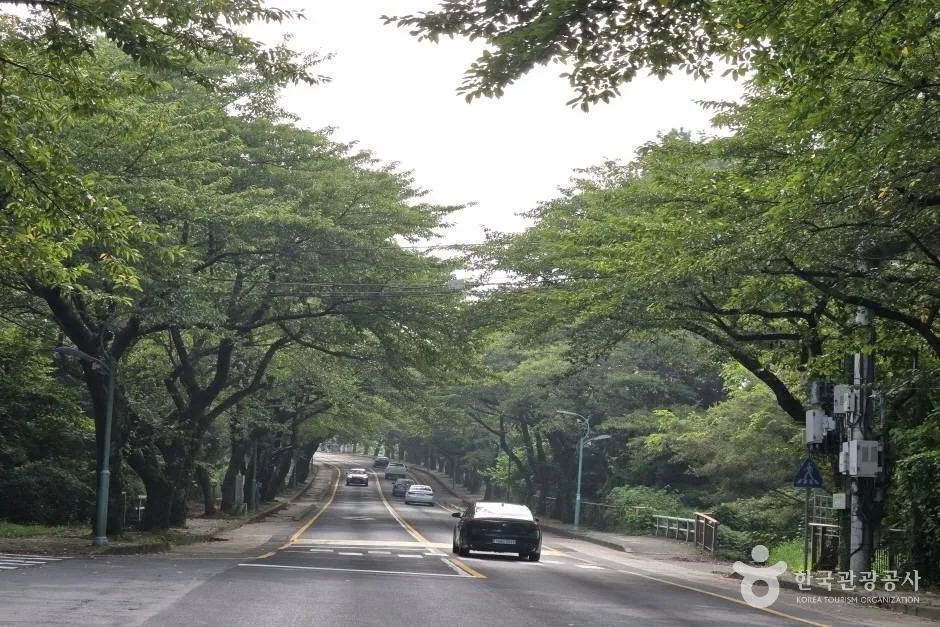제주대 벚꽃길_e (4)
