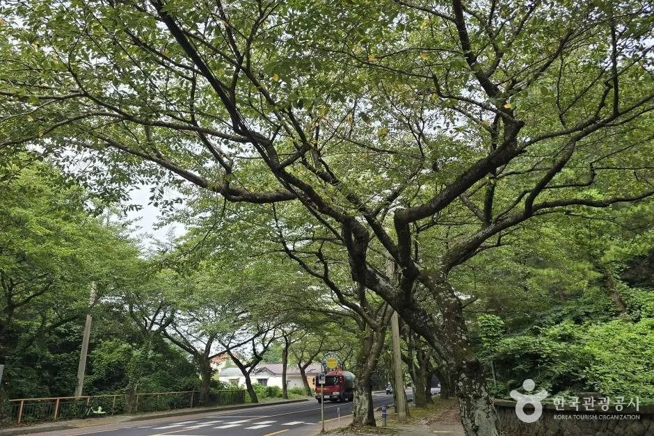 제주대 벚꽃길_e (11)