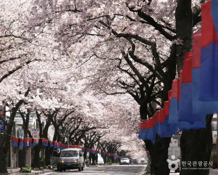 제주벚꽃명소4